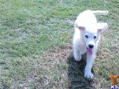 Puppies in GA